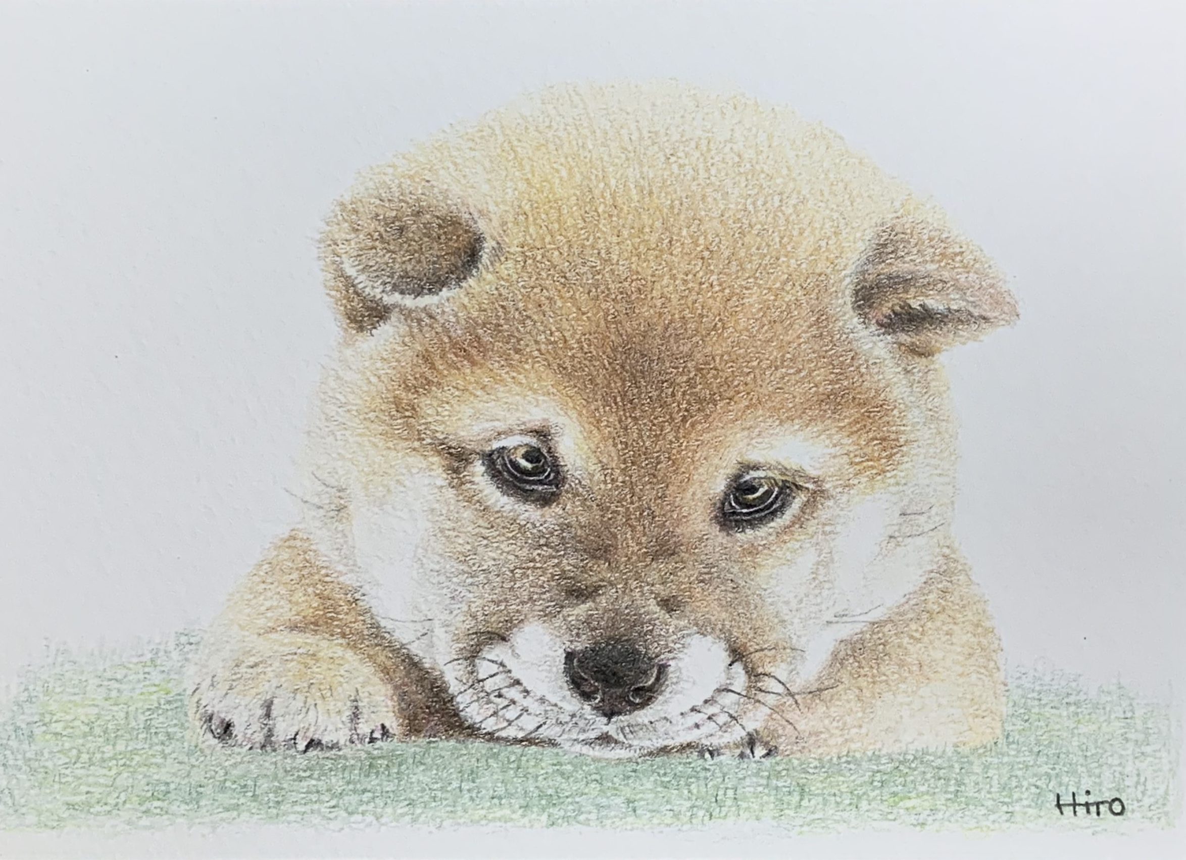 柴犬 色鉛筆画