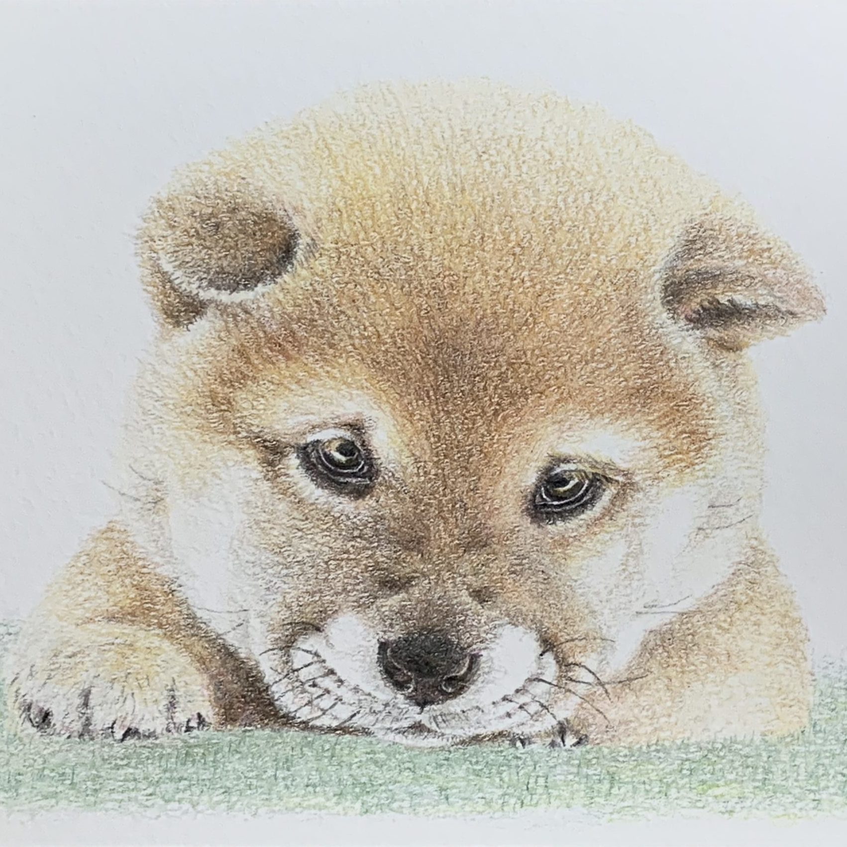 子犬 色鉛筆画 原画 - インテリア