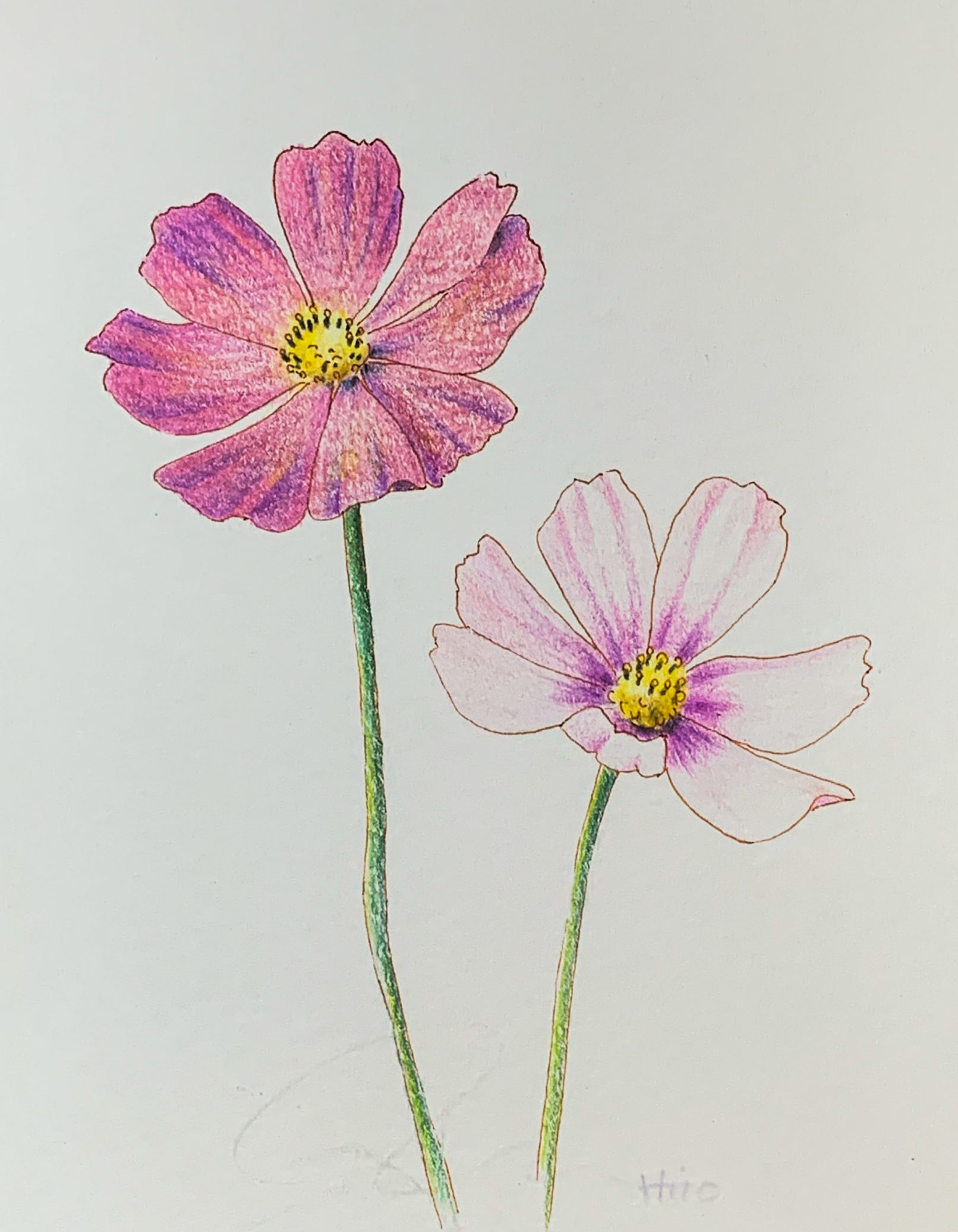 簡単ポストカード 季節の花を色鉛筆で描く コスモス編 簡単解説 ここち工房