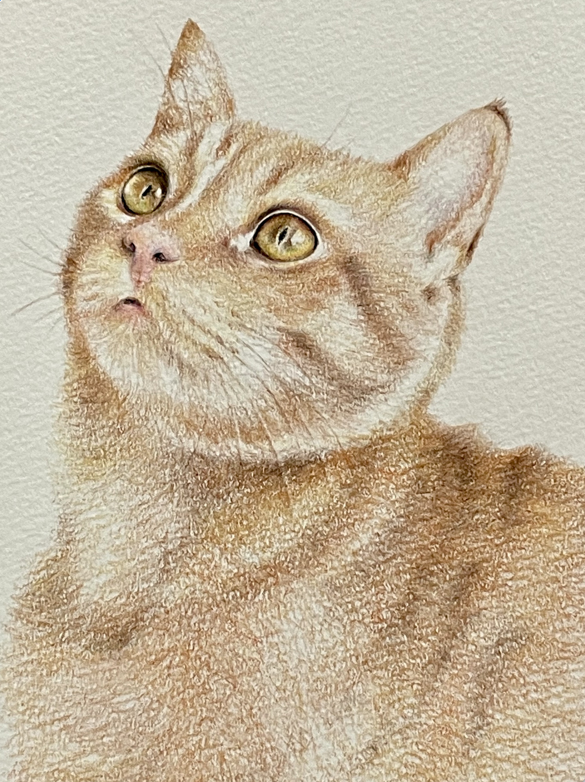 猫イラスト原画色鉛筆画